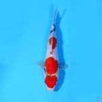 U20CM MARUTEN SHOWA SKIN HALUS 