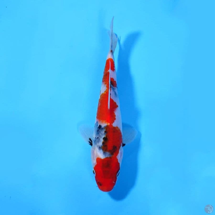 U18CM SHOWA TATEGOI SKIN HALUS