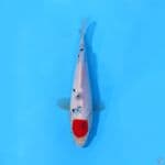 F20CM TANCHO SHOWA TATEGOI