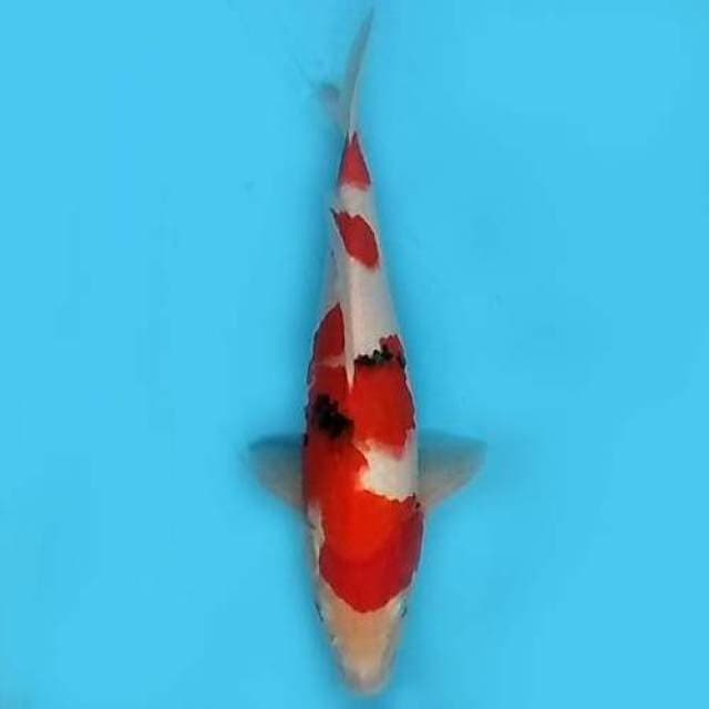 Kindai showa 31 cm
