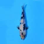 U17CM SHIRO UTSURI PROSPEK BAGUS