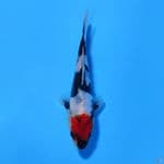 U15CM TANCHO DOITSU SHOWA ORIGINAL