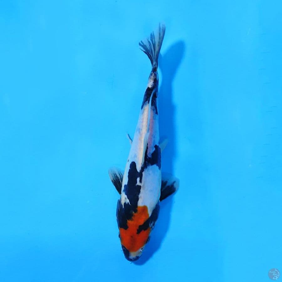 M20CM TANCHO DOITSU SHOWA ORIGINAL
