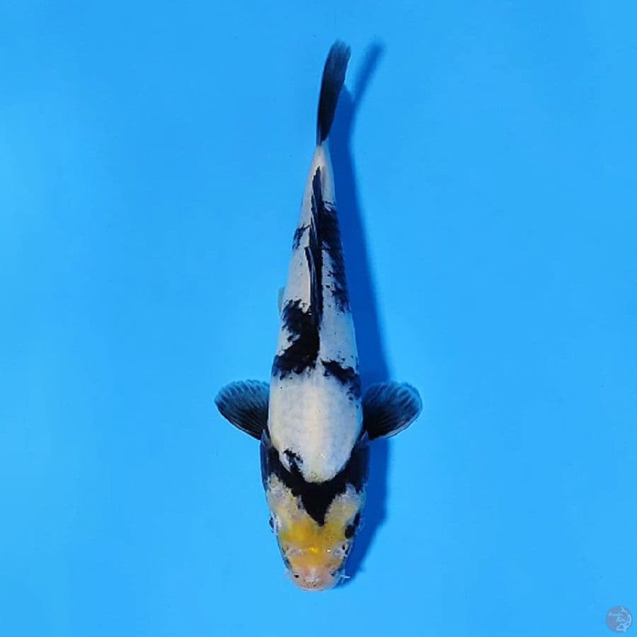 F20CM SHIRO UTSURI