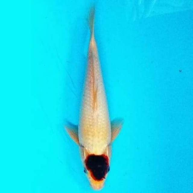 Tancho goromo 27 cm
