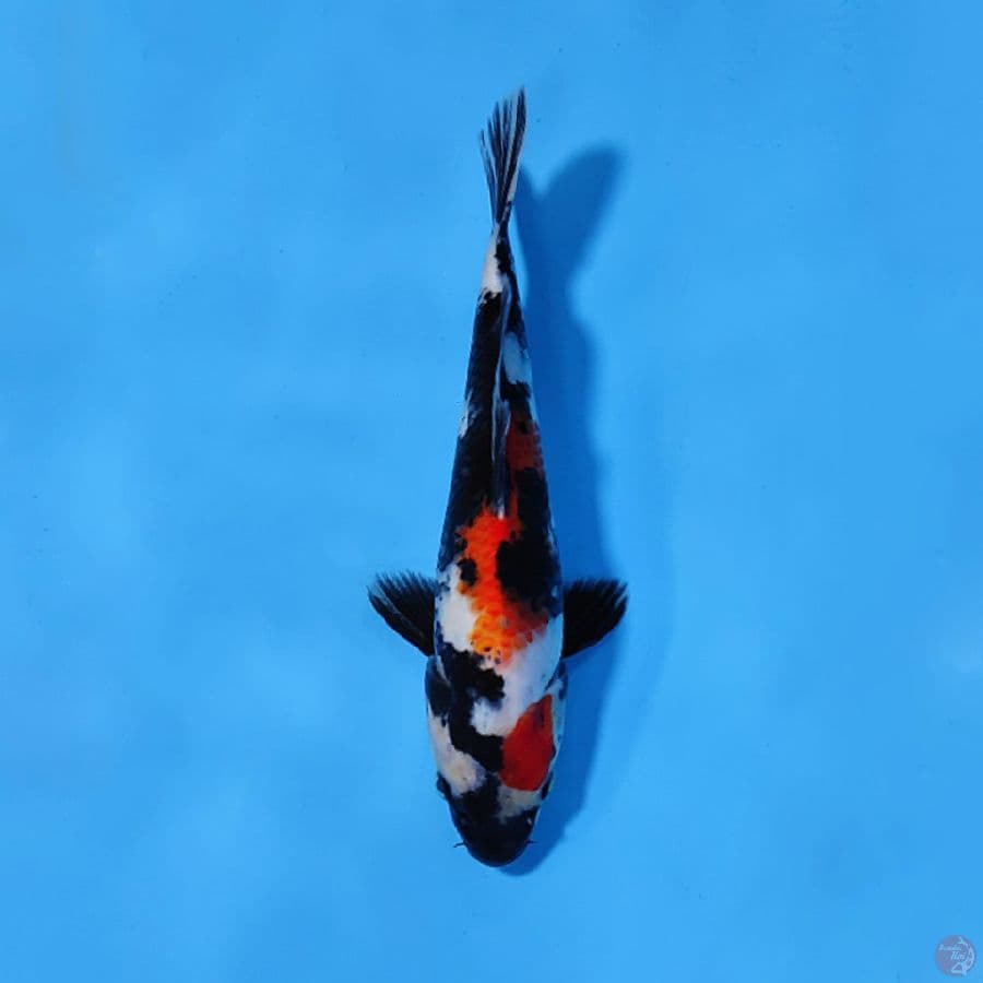 F20CM KINDAI SHOWA
