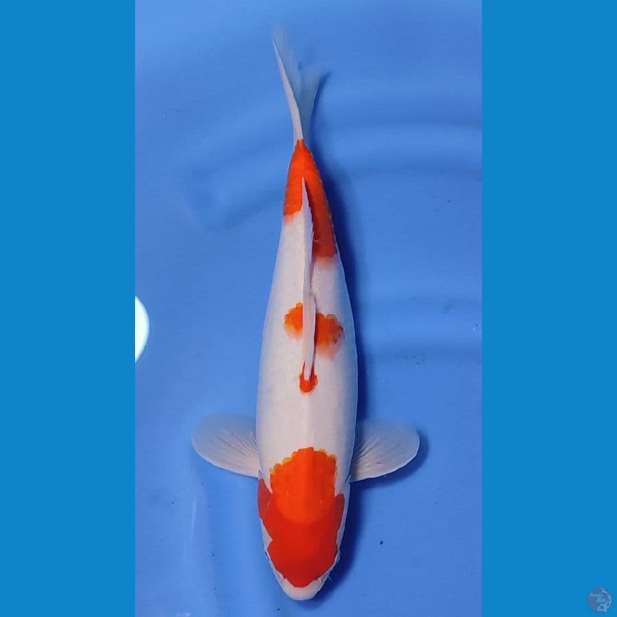 KOHAKU HQ BAKAT JUMBO ~39cm/Feemale~