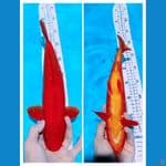 Benigoi 32cm 