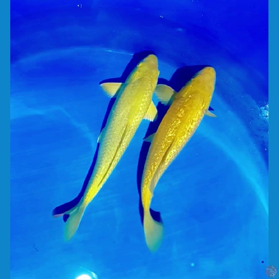 karasi ginrin 35 37 cm
