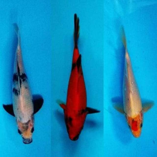 Mix 3 ukur 23,17,22 cm