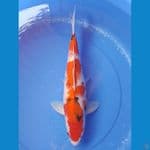 sanke 42cm/female
