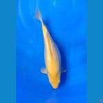 Ginrin Karashi 35cm Betina