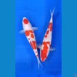 Kohaku 31_34cm Sejoli