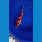 kohaku gindrin 35 cm jantan