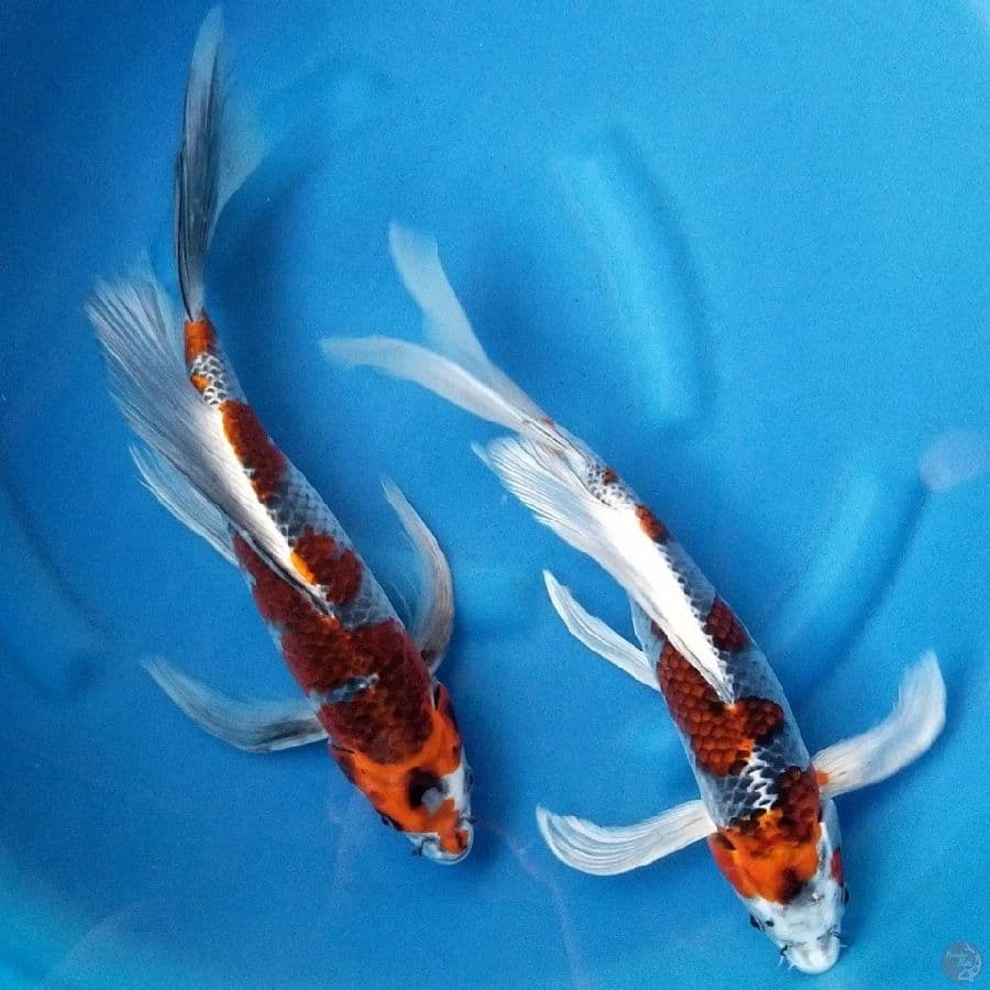 KUMPAY 39-41 CM