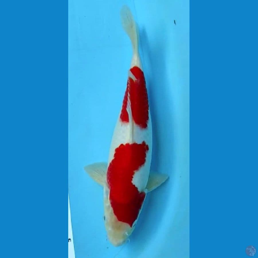 kohaku 30cm