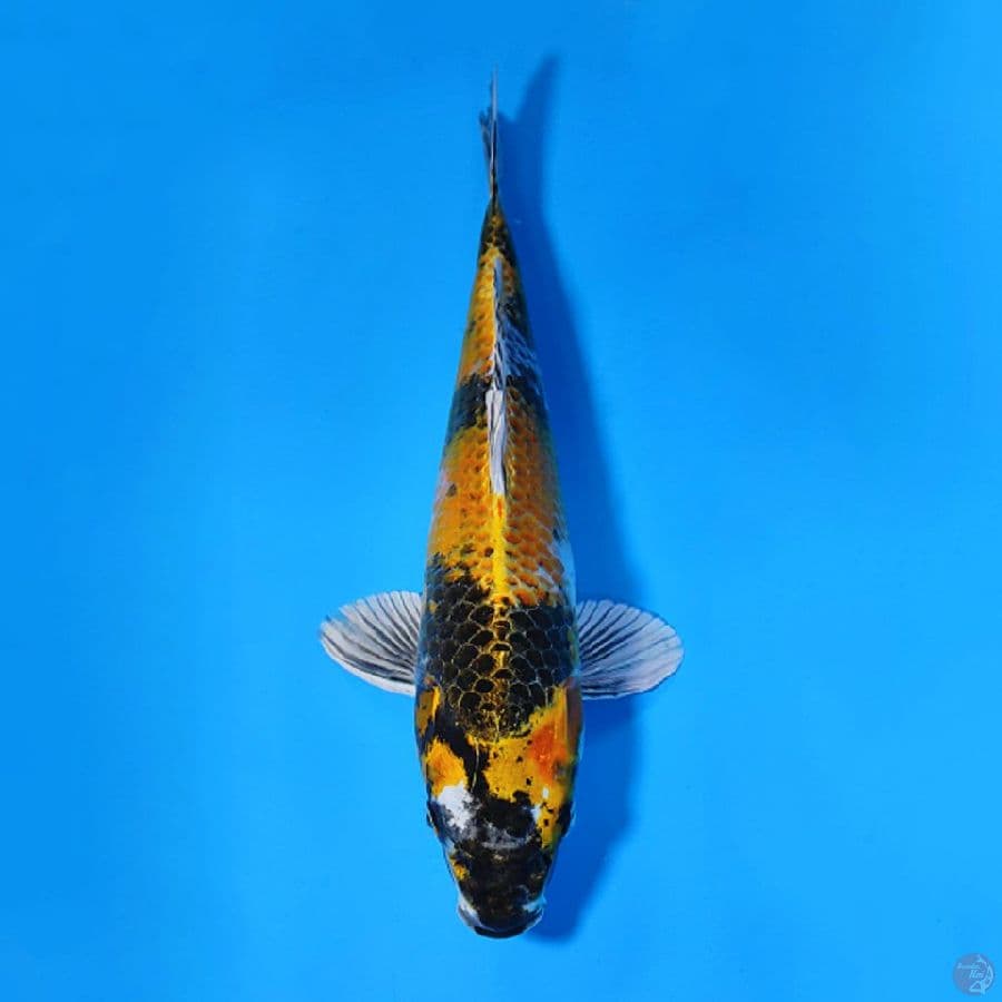 KIN KI SHOWA LANGKA 35CM MALE