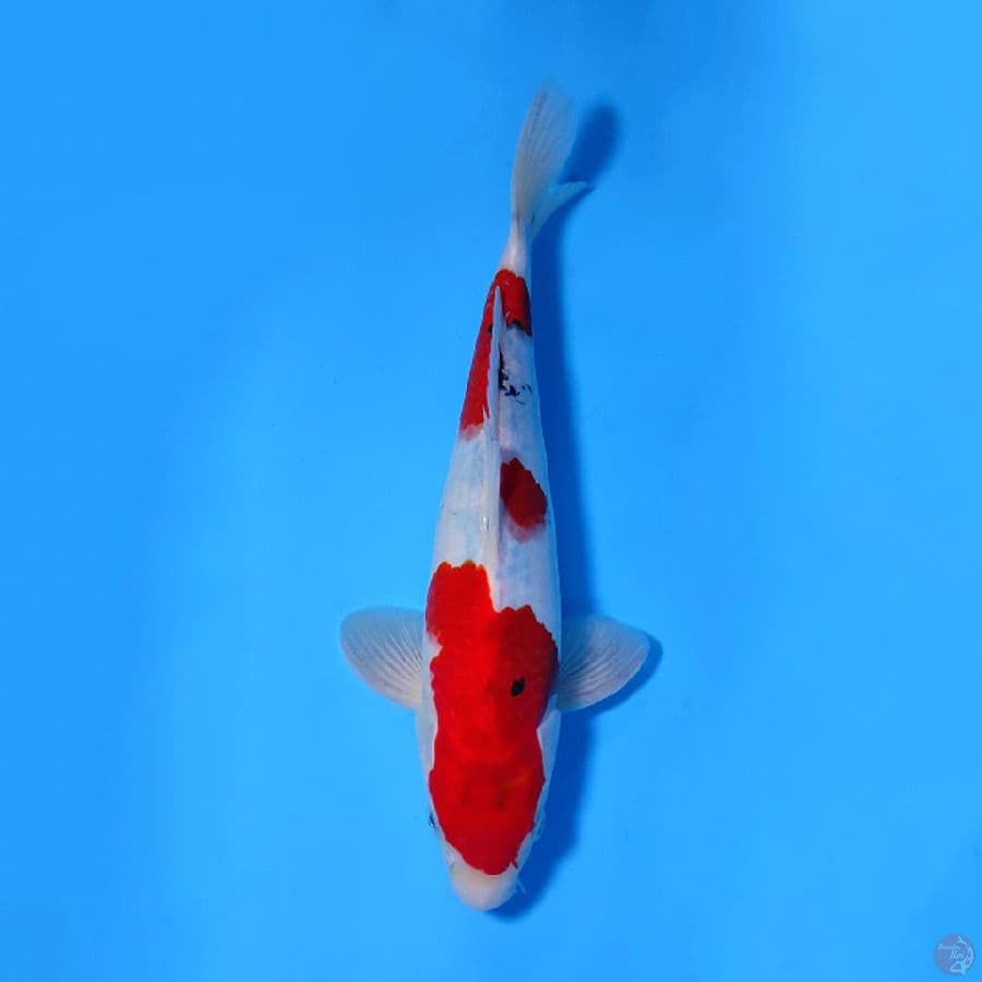 SHOWA CALON BAGUS 32CM MALE