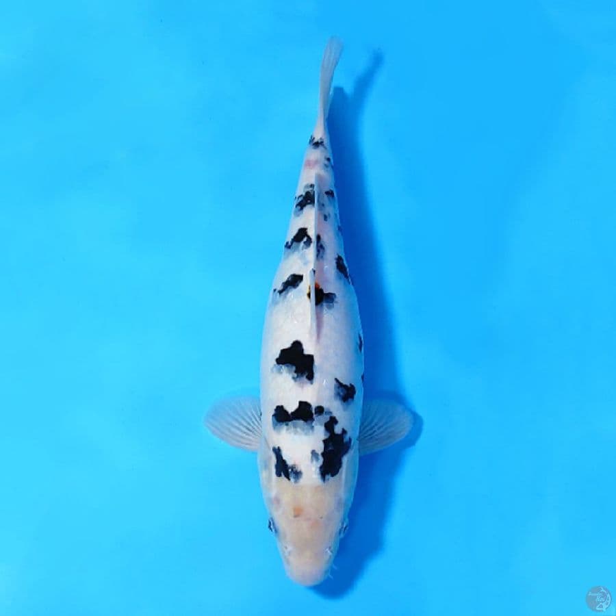BEKKO SAKURA 30CM FEMALE