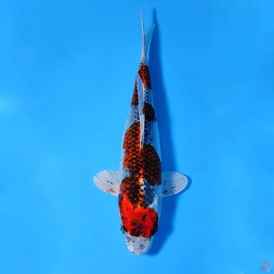 KURO GOSHIKI ORIGINAL 32CM FEMALE