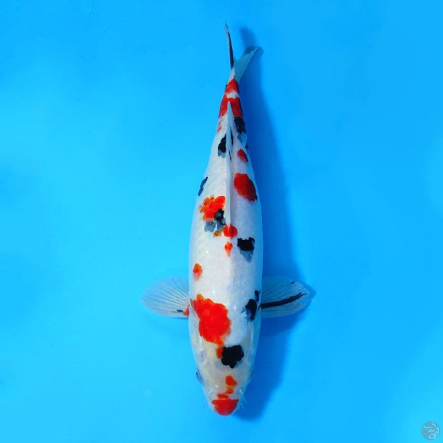 SANKE SAKURA 33CM FEMALE