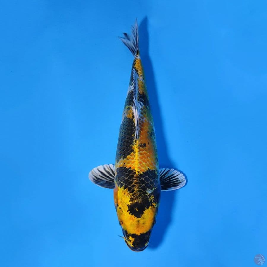 KIN KI SHOWA LANGKA 38CM FEMALE