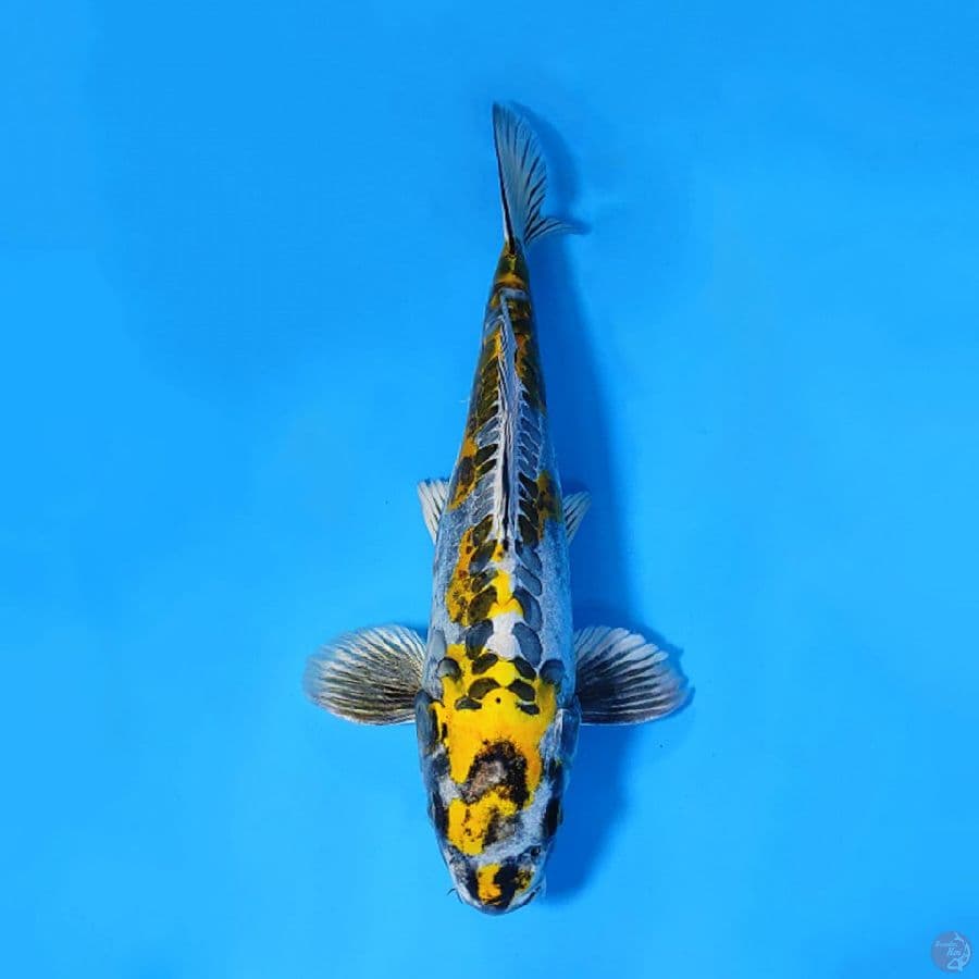 KIN KI KIKOKURYU SQ LANGKA 30CM MALE