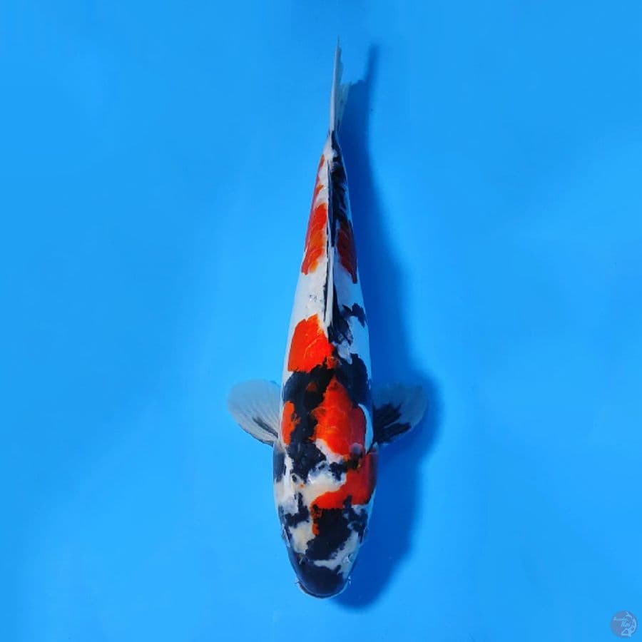 DOITSU SHOWA 35CM MALE 