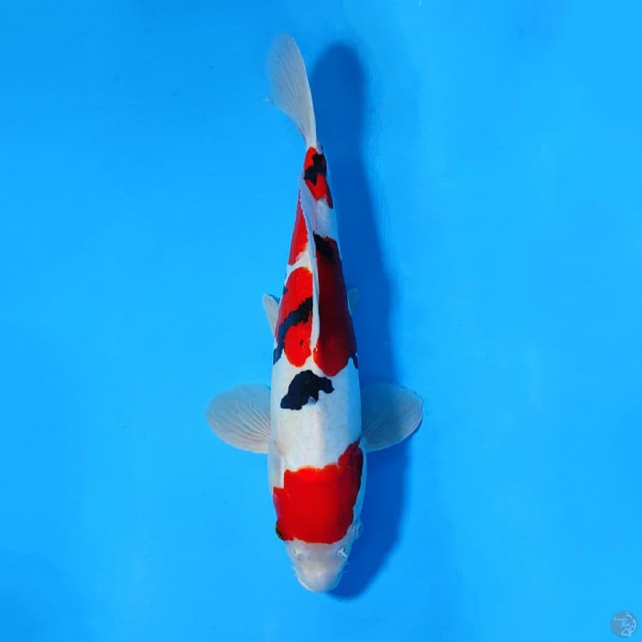 DOITSU MURNI SANKE CALON PEJANTAN JOSS 35CM MALE