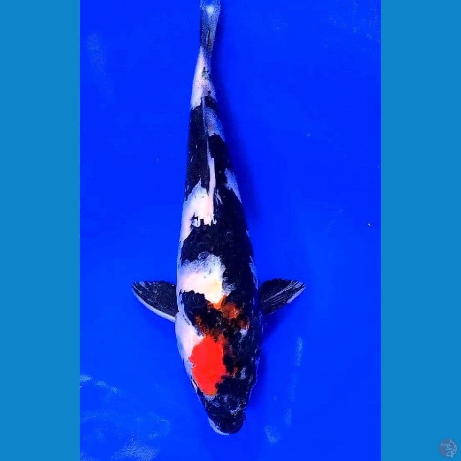 tanco showa M34 cm