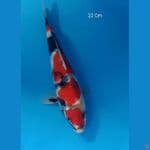 Showa 22 Cm