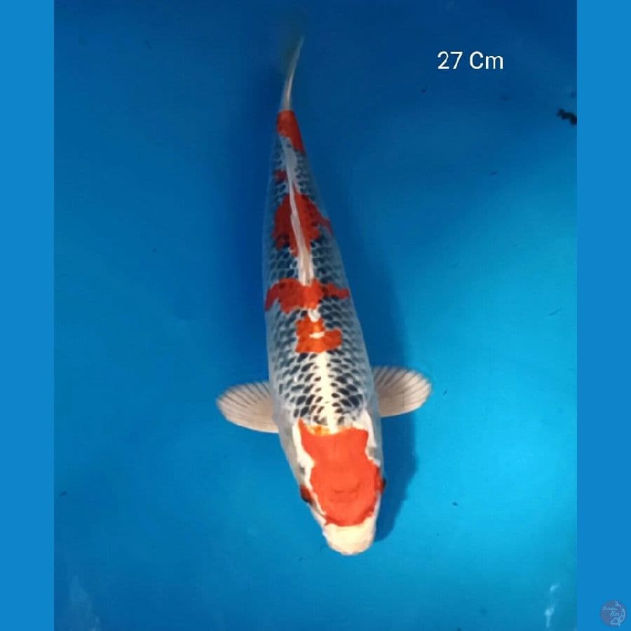 SQ Kujaku, Male 27 Cm