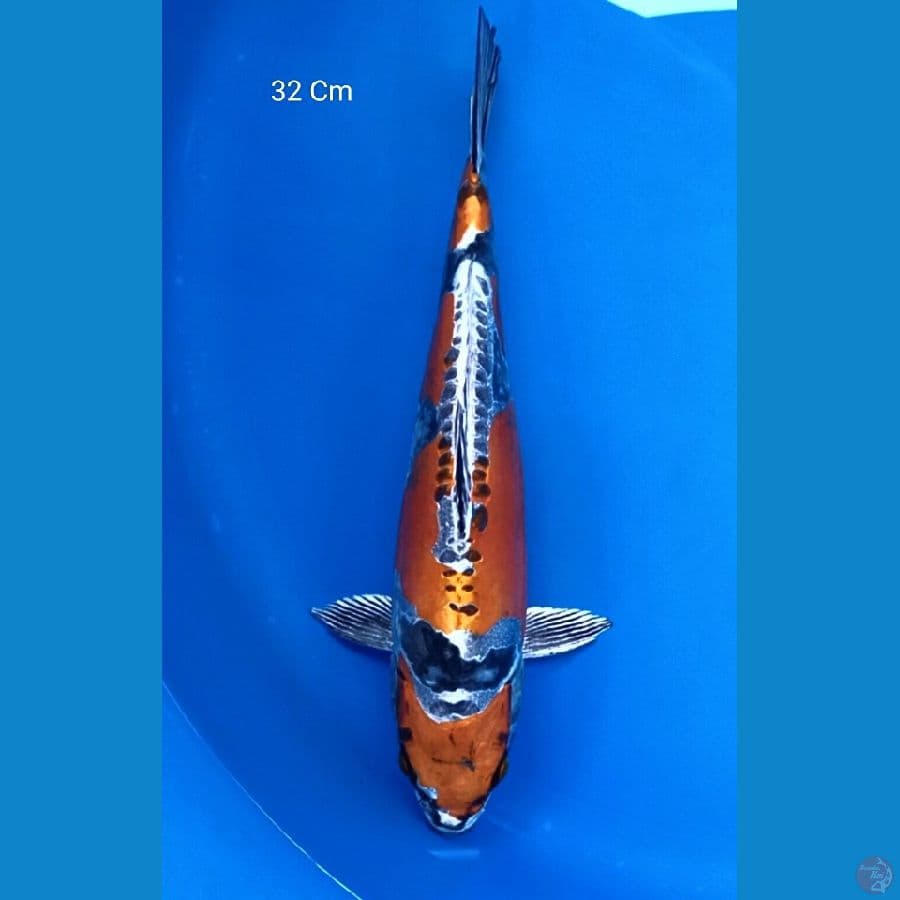 SQ Kikokuryu, Male 32 Cm