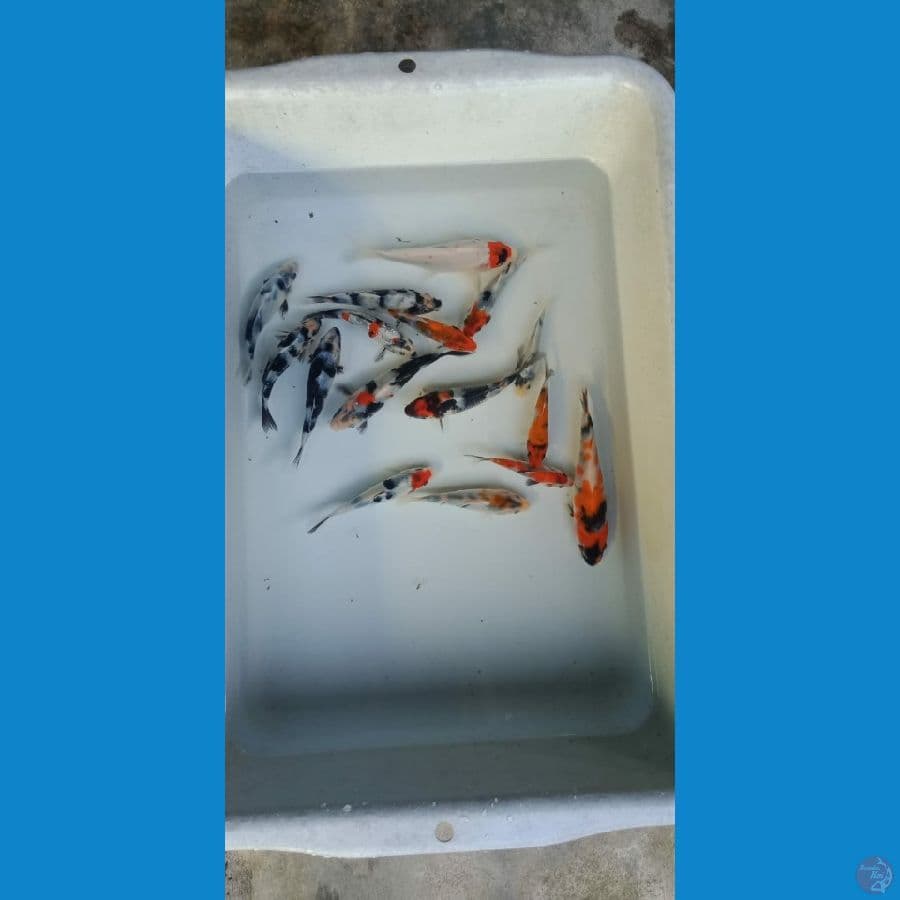 Showa mix 9-12 cm