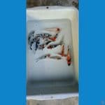 Showa mix 9-12 cm