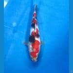 Showa 18 Cm