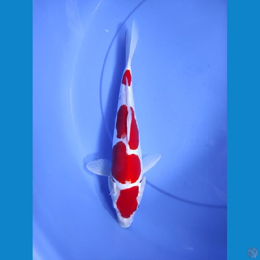 doitsu 35cm asli merah