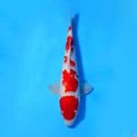 M32CM KOHAKU ORIGINAL 5 STEP