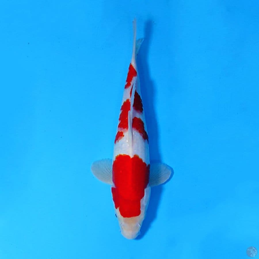 M28CM KOHAKU RED STRONG