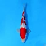 M28CM KOHAKU RED STRONG
