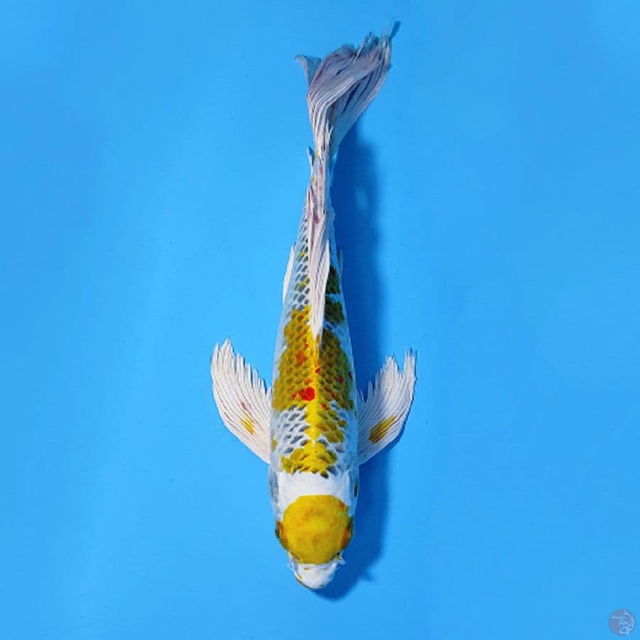 M30CM MARUTEN HARIWAKE KUMPAY