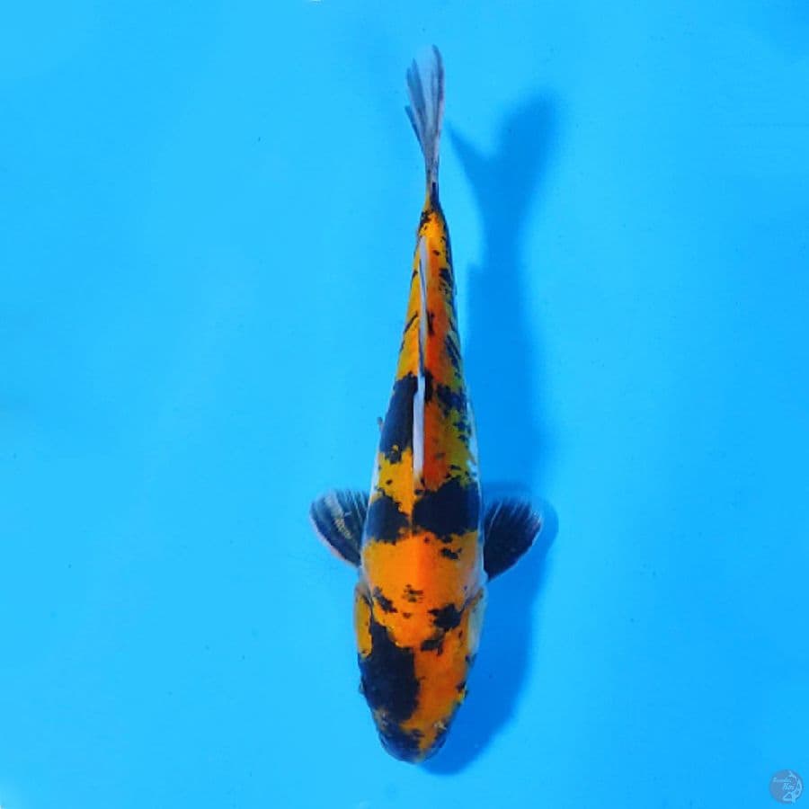 M22CM DOITSU KI SHOWA
