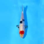 U20CM TANCHO SHOWA 