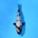 U18CM SHIRO UTSURI PETIR
