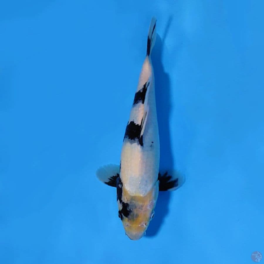 F23CM SHIRO UTSURI SUMI PEKAT