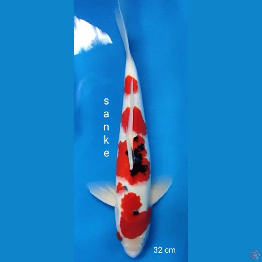 sanke 4 step red strong 32 cm