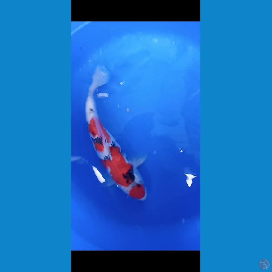maruten sanke red strong 35 cm