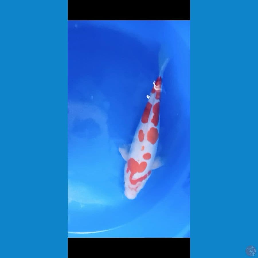 kohaku Doitsu murni 35 cm