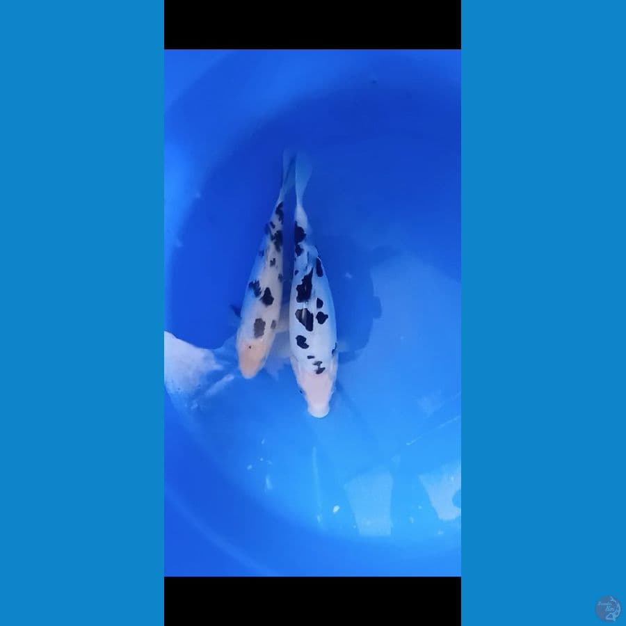 2 ekorshiro bekko mix doitsu murni vs sisik 20 cm