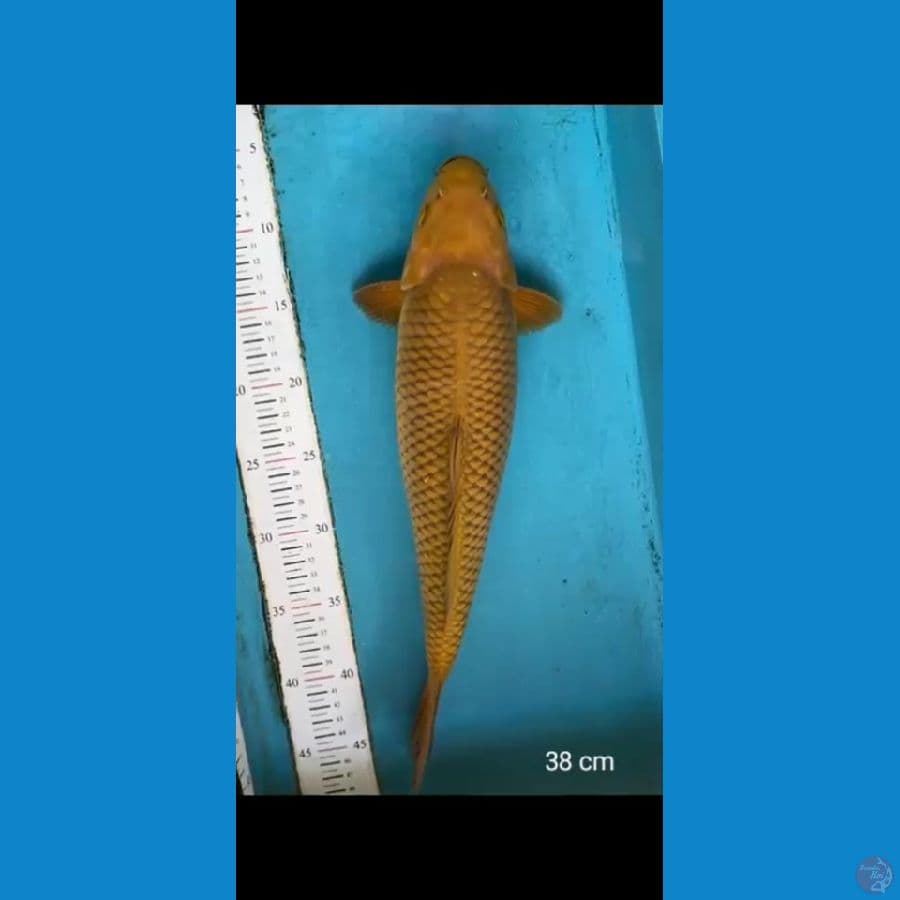 chagoi 38 cm